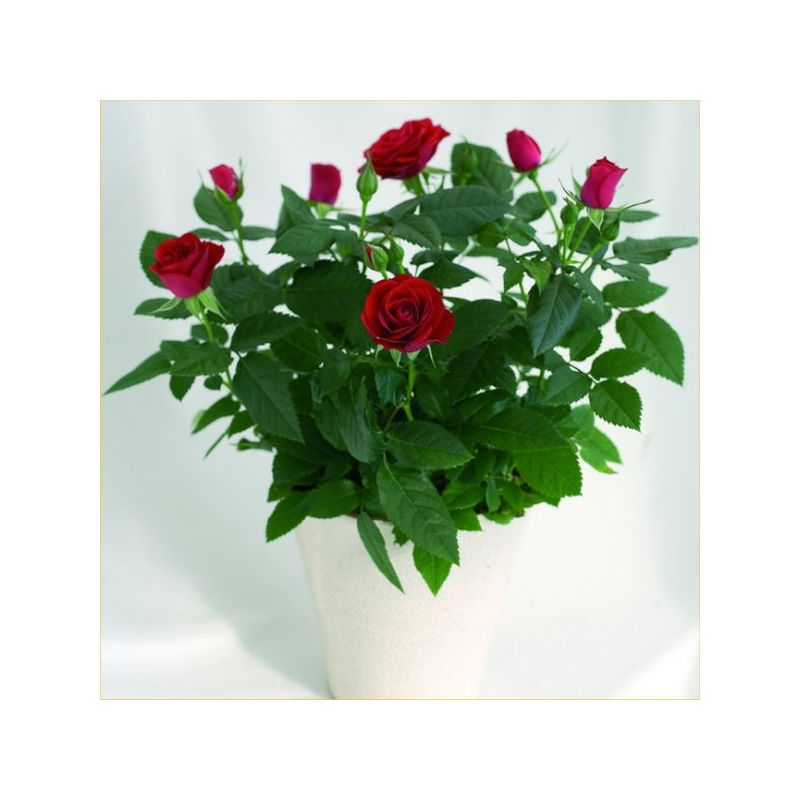 Beautiful Indoor Pot Roses in Assorted Colours