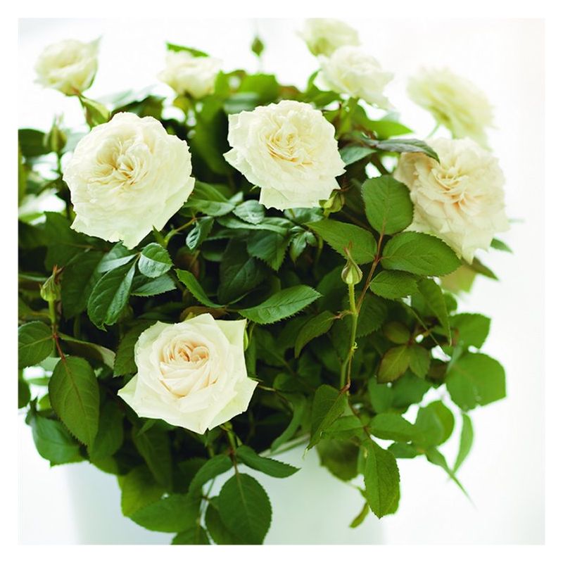 'Let it Snow' - Beautiful Indoor Pot Rose