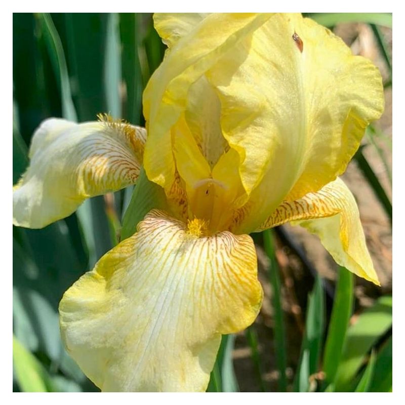 Iris Dawn of Fall