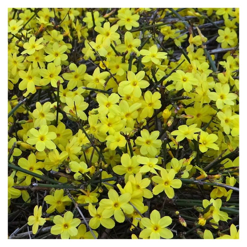 BLACK FRIDAY DEAL - Jasminum nudiflorum - Winter Jasmin - Bright Yellow Flowering Winter Jasmine