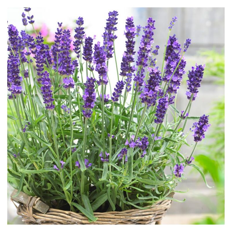 Lavendula angustifolia Hidcote English Lavender Hidcote Blue Pack