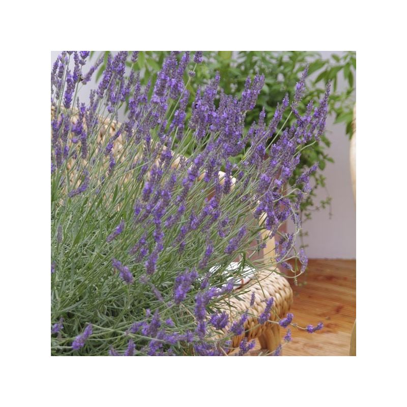 Lavender x intermedia 'Phenomenal' Lavandula Super Hardy Blue Lavender