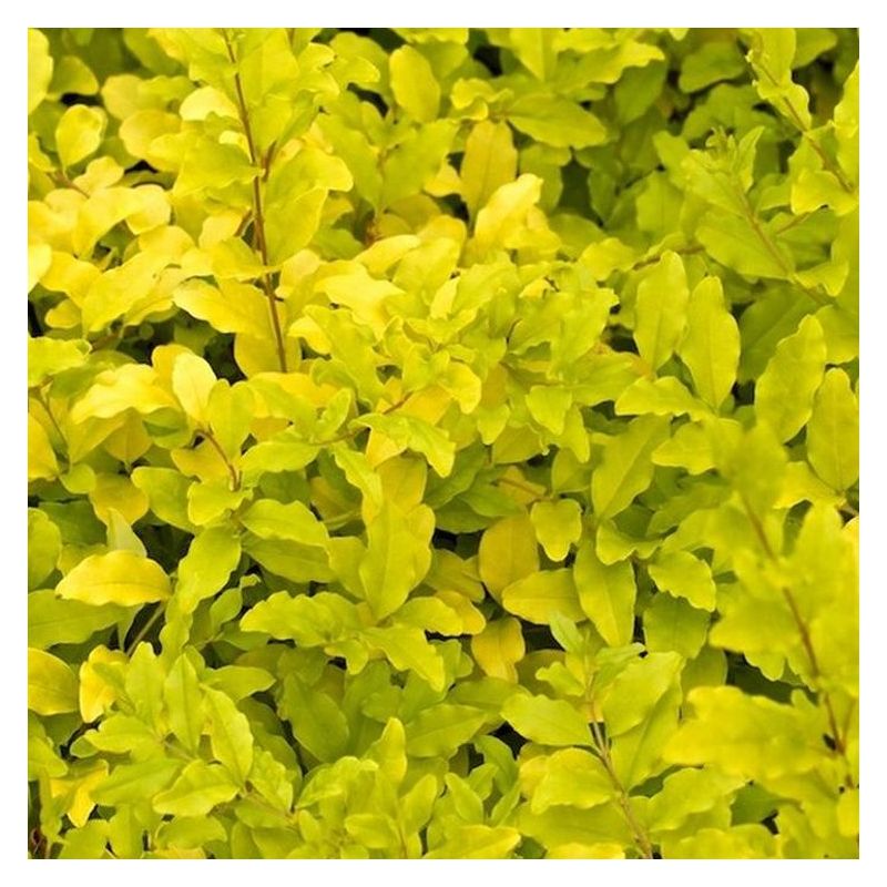Ligustrum Lemon and Lime - Sunshine Ligustrum
