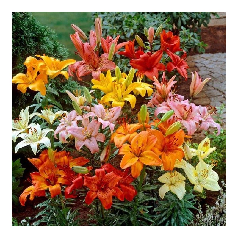 indoor plants for small pots 10 Pack Live Mini House Plants in 2 Pots, Indoor Plant Assortment   Wicatet Farms