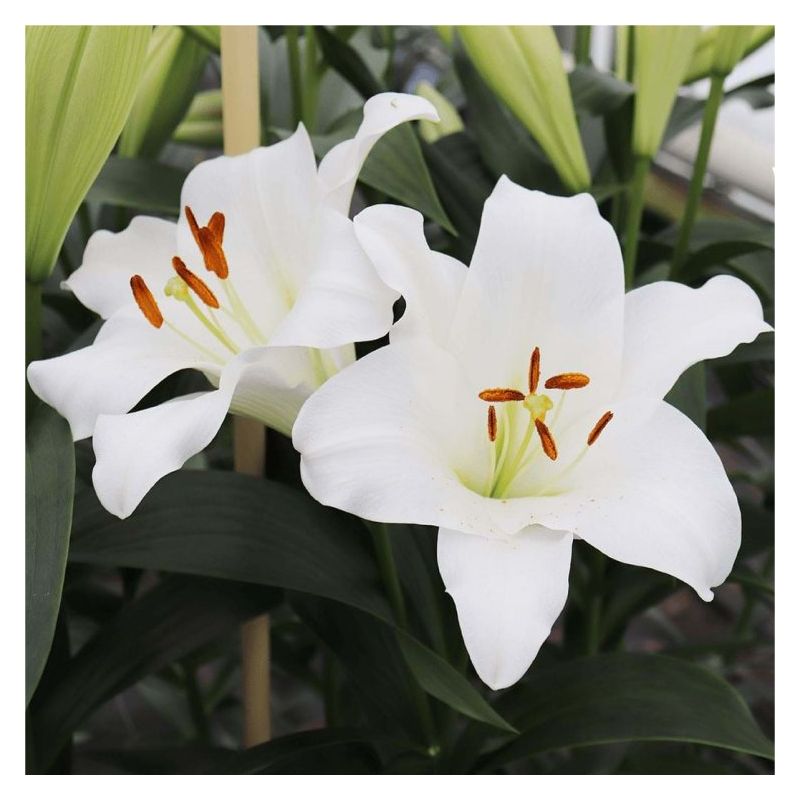 Lily Fredo - Pack of 6 Classy White Lillium Lily bulbs