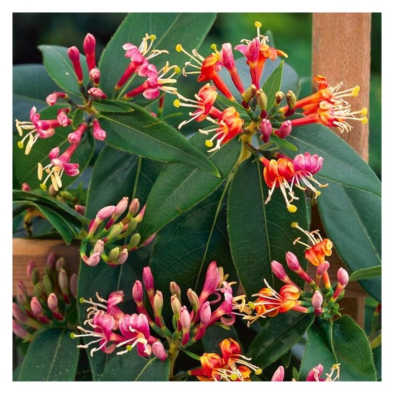 Lonicera henryi - Henry's Evergreen Honeysuckle