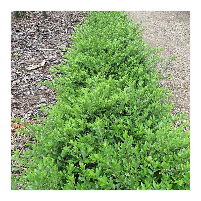 Lonicera Maigrun - Maygreen - Perfect Evergreen ground-cover or hedging