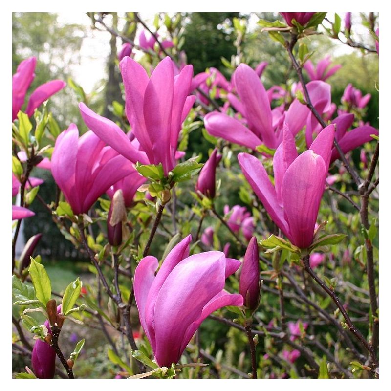 1X 3-4FT LARGE MAGNOLIA SUSAN PLANT TREE - DEEP PINK FLOWERS - 3L main image 1