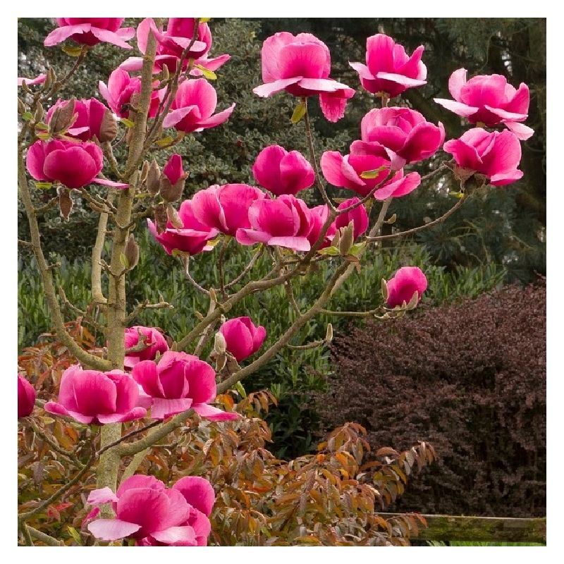 Magnolia Felix