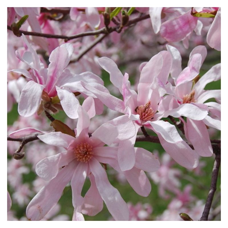 Magnolia x loebneri 'Leonard Messel' - Tulip Tree - 120-140cm