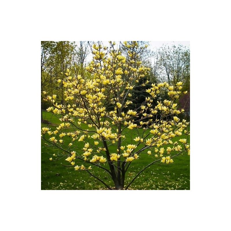 Large 5-6ft Magnolia Yellow Bird - Tulip Tree
