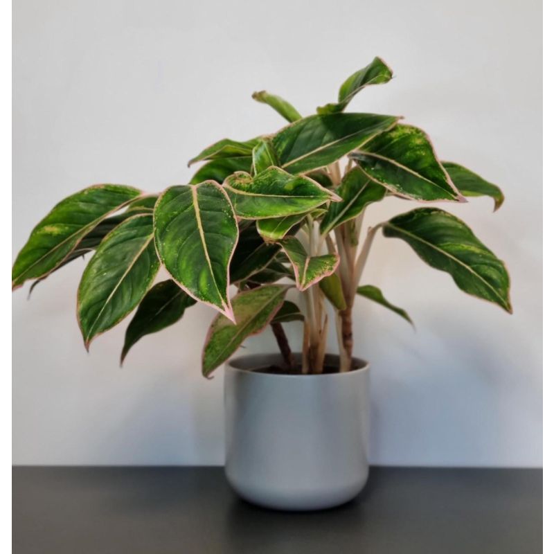 Aglaonema Light Pink Star