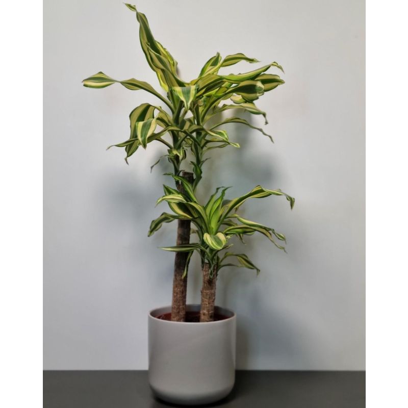 hainbuche bonsai pflege Carpinus coreana