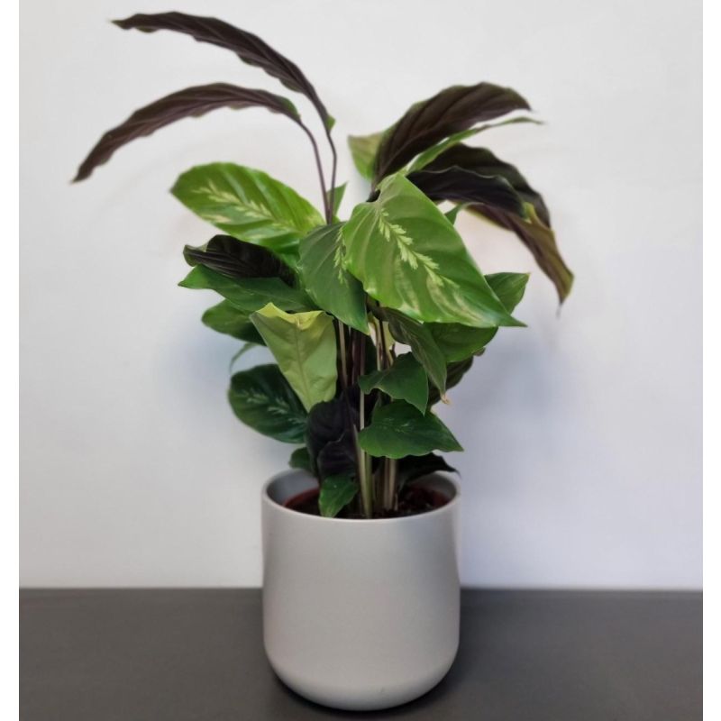 Calathea Maui Queen - Prayer Plant