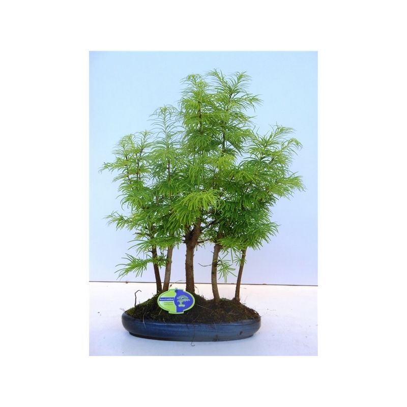 sageretia bonsai tree Sageretia | Bonsai