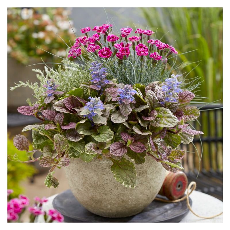 Stunning Autumnal Mixed Container