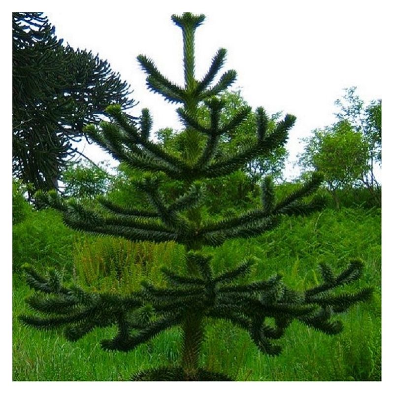 Monkey Puzzle Tree - Araucaria Araucana - Monkey Puzzle Tree - Large