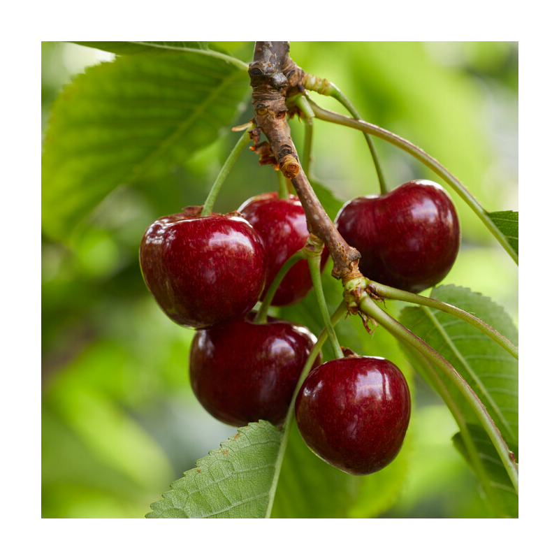 Cherry Tree - Morello Patio - 150-170cm Tall