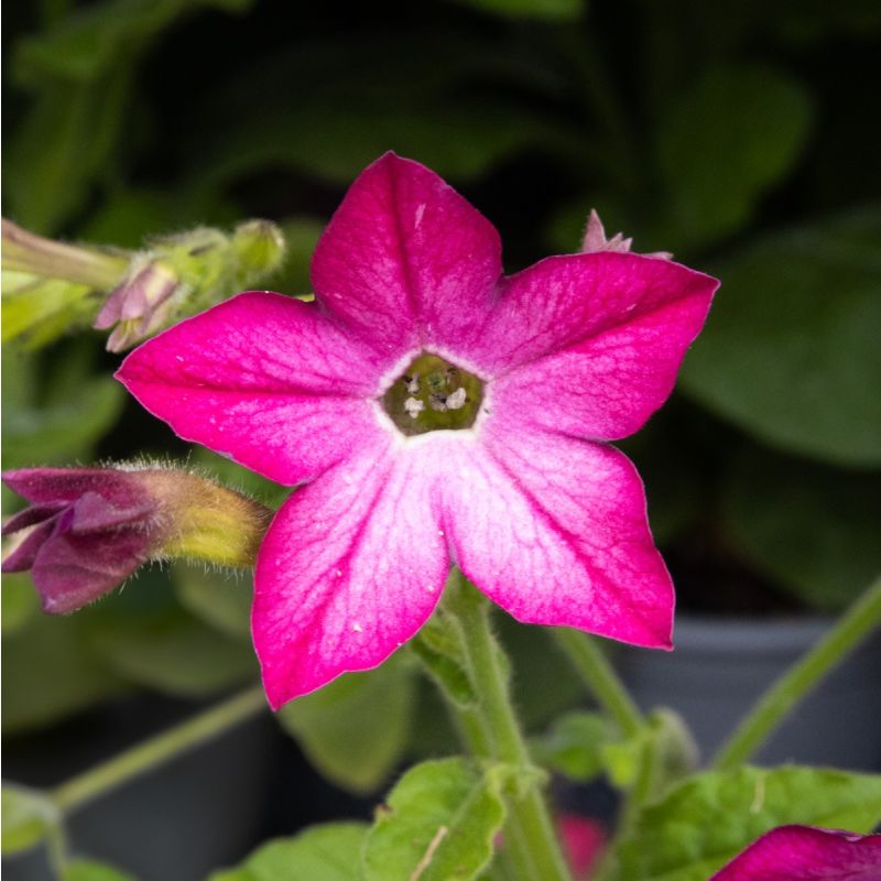 Nicotiana - Pink