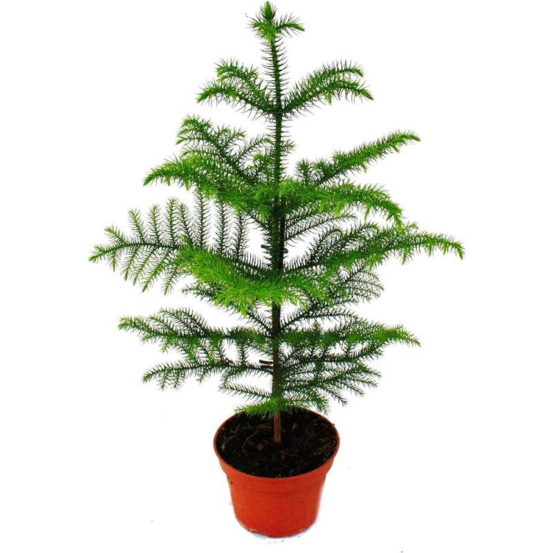 Araucaria heterophylla Norfolk Island Pine Indoor Plant 40cm