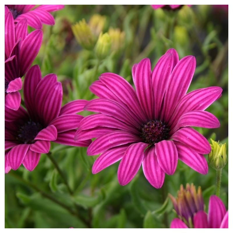 osteospermum-tresco-purple-cape-daisy