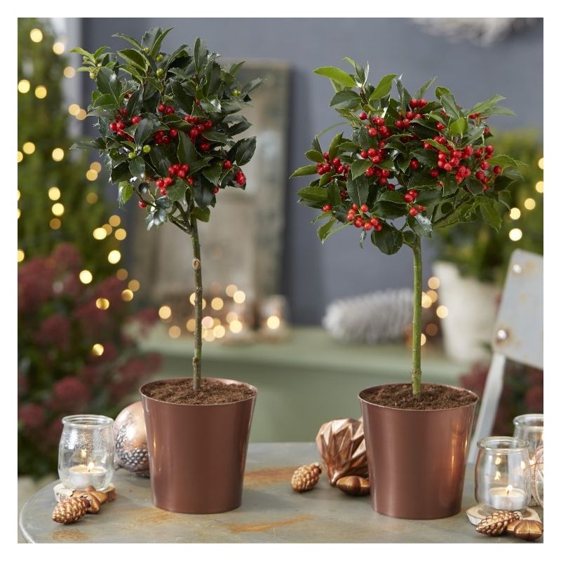 Pair of Festive Patio Holly Trees complete with real Berries in Copper Pots