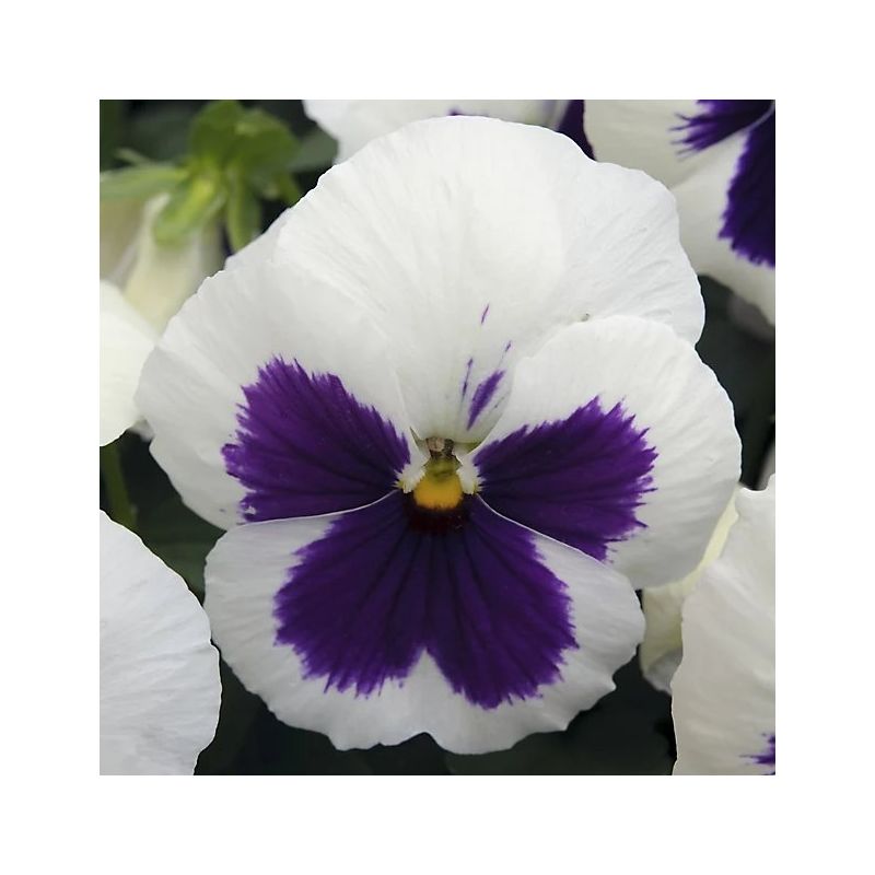 Pansy WHITE BLOTCH in Bud and Bloom