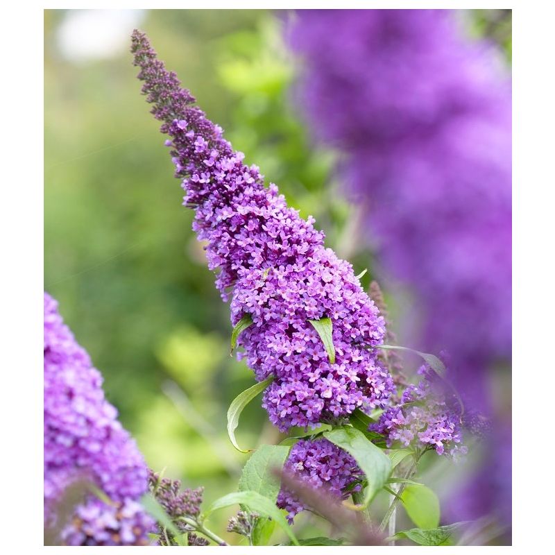 Buddleja davidii Peacock - Compact Butterfly Bush Buddleia