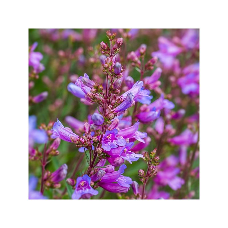care of sensitive plant Sensitive Plant Seeds