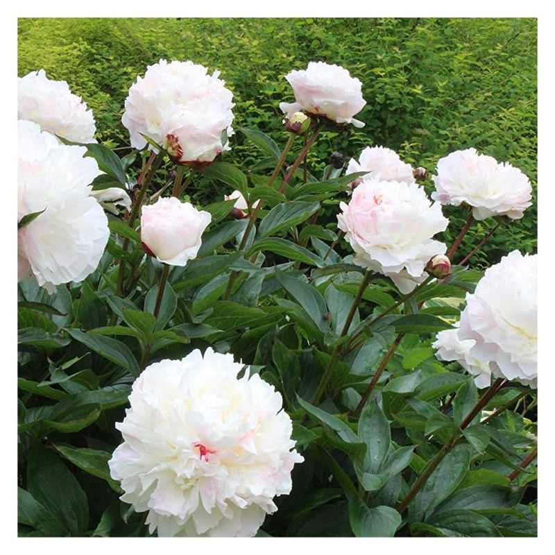 Paeonia lactiflora Shirley Temple - Classic White Peony