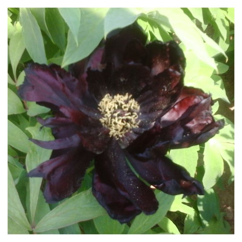 Tree Peony - Paeonia suffruticosa 'Chu Wu' - Black Lotus