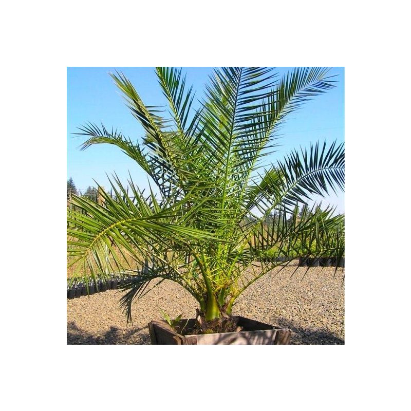 XXL 6-7ft Giant Phoenix canariensis - Canary Island Date Palm