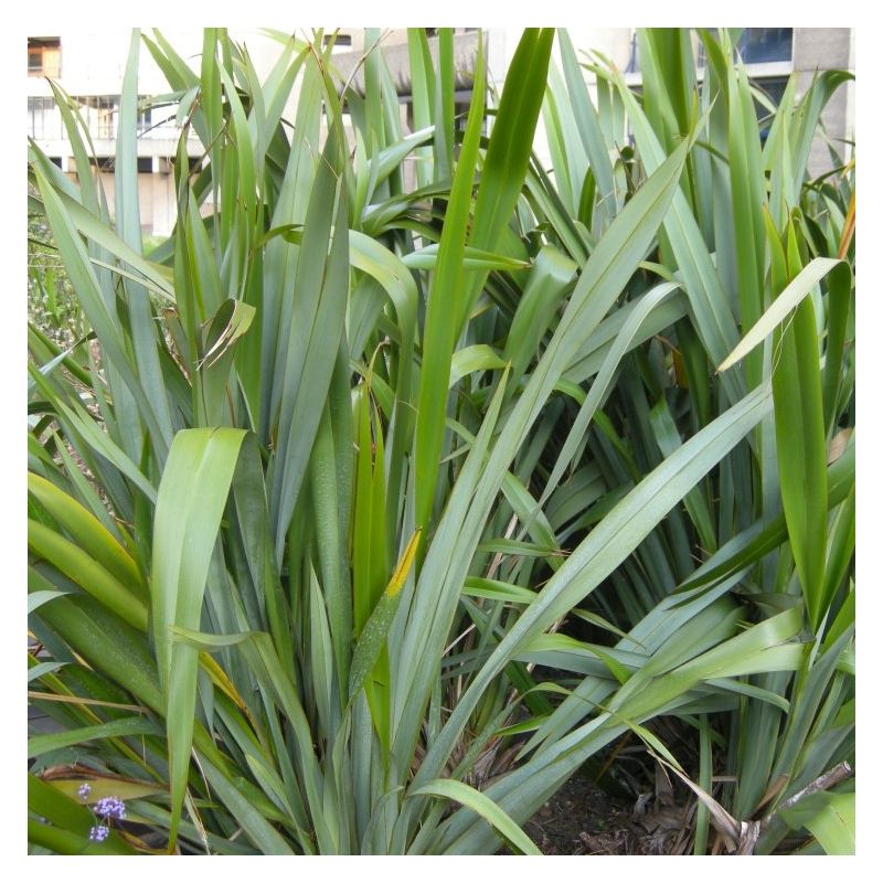 Tenax Humus Phormium tenax - New Zealand Flax