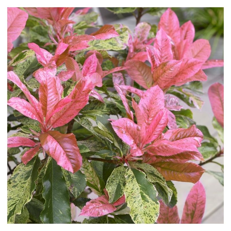 Pink Crispy Photinia Bush - Perfect for Patio Planters or the Garden