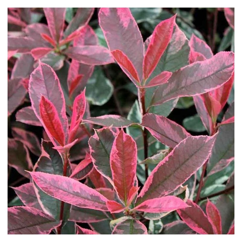 Photinia cassini Pink Marble - Hardy Evergreen Variegated Red Robin Shrub