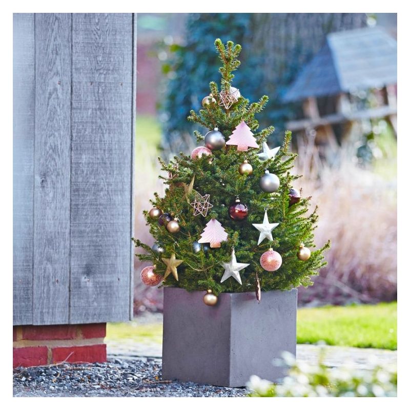 Fresh Christmas Tree - 90-110cm Compact Potted Norway Spruce - Wills Dwarf