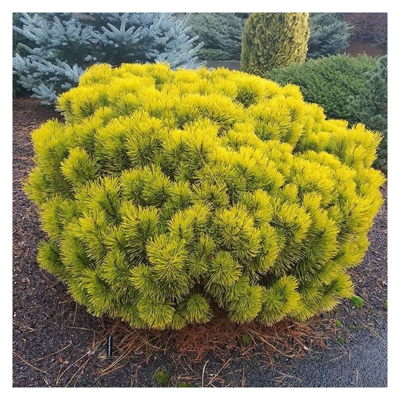 Pinus mugo Carstens Wintergold
