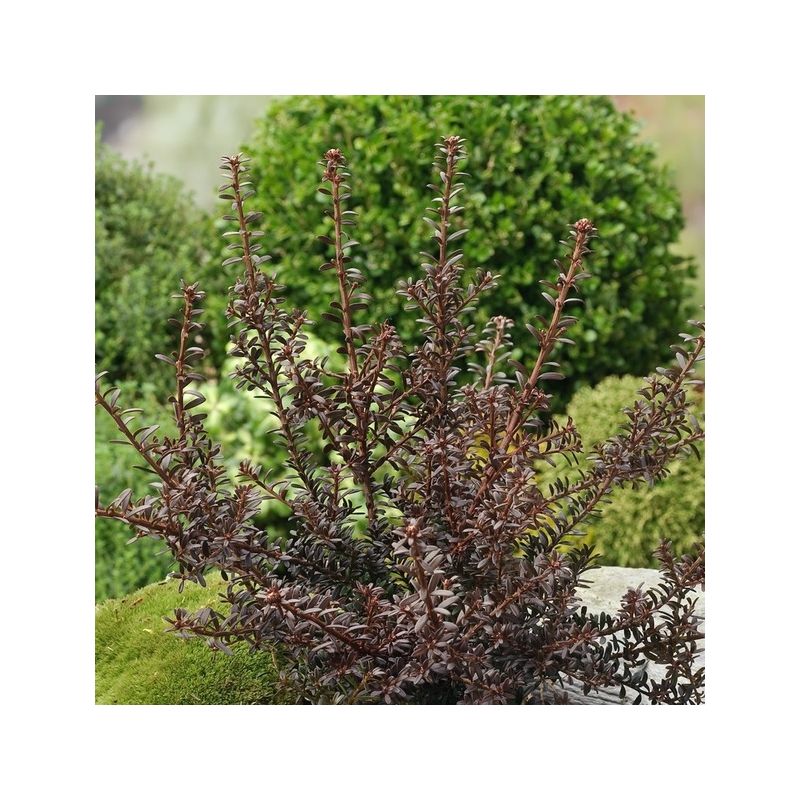 Podocarpus Chocolate Box