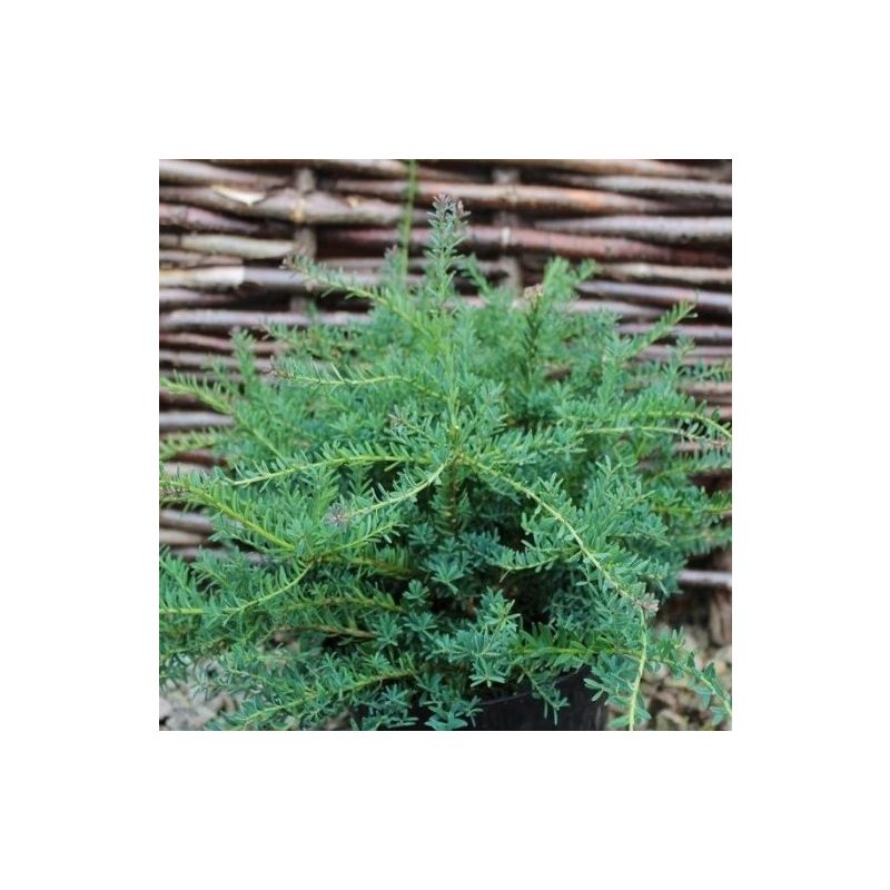 Podocarpus lawrencei Blue Gem