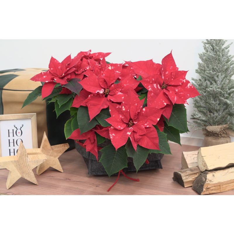 Large Poinsettia 'Fantasy Star' - Essential Christmas Plant