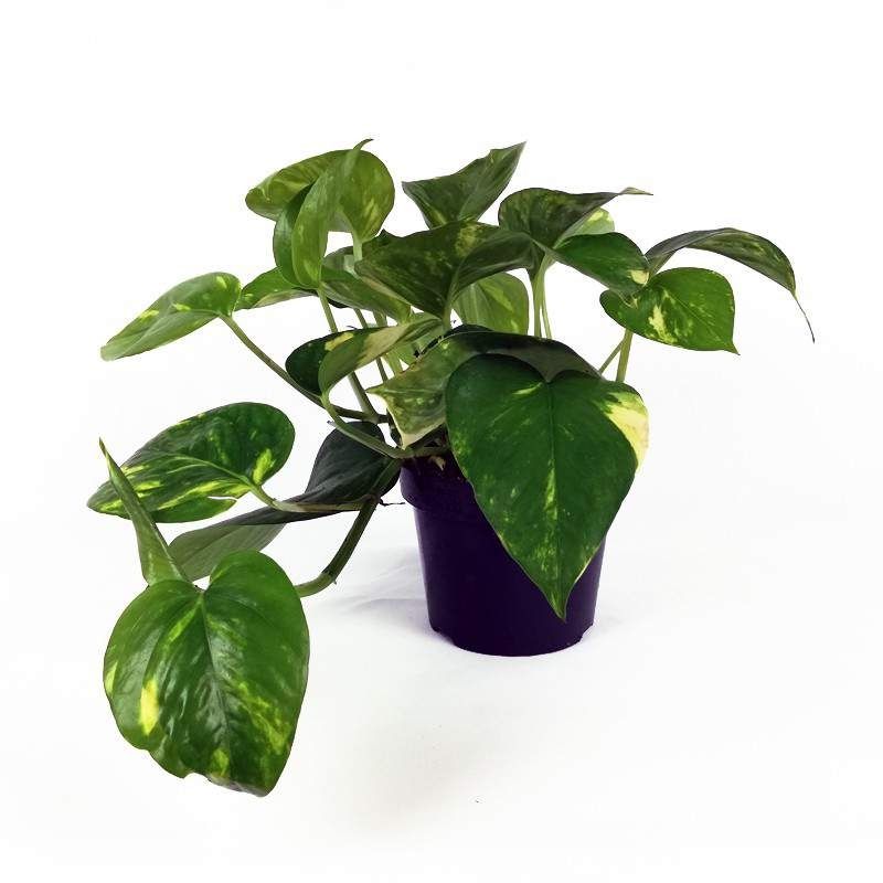 Epipremnum pinnatum aureum - Devil's Ivy - Golden Pothos