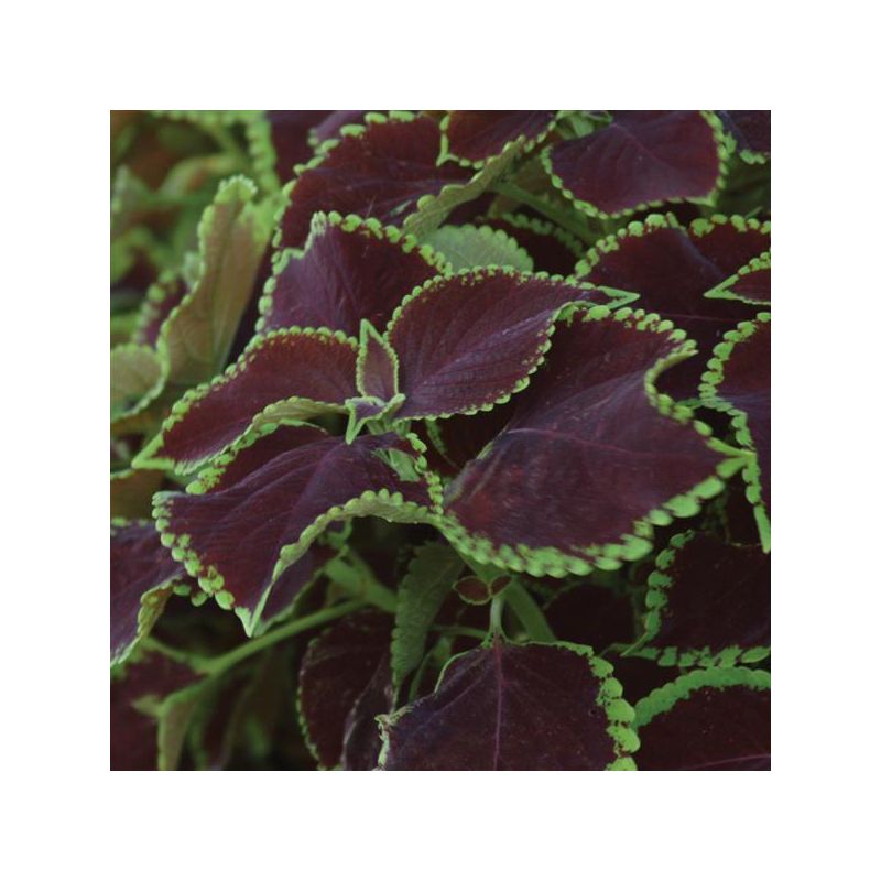 Coleus Chocolate Mint Fantastic Foliage