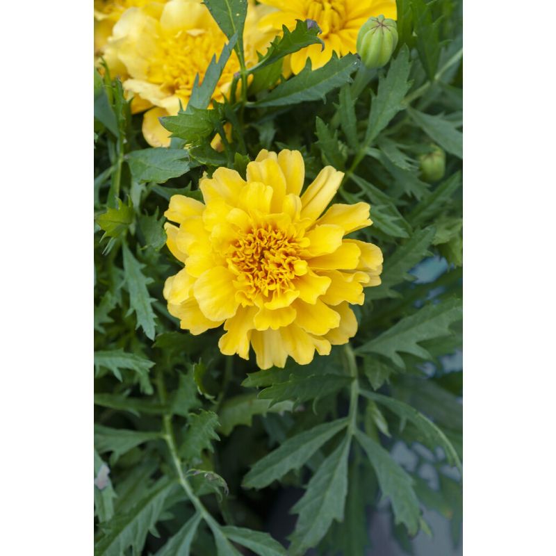 French Marigold Super Hero Yellow