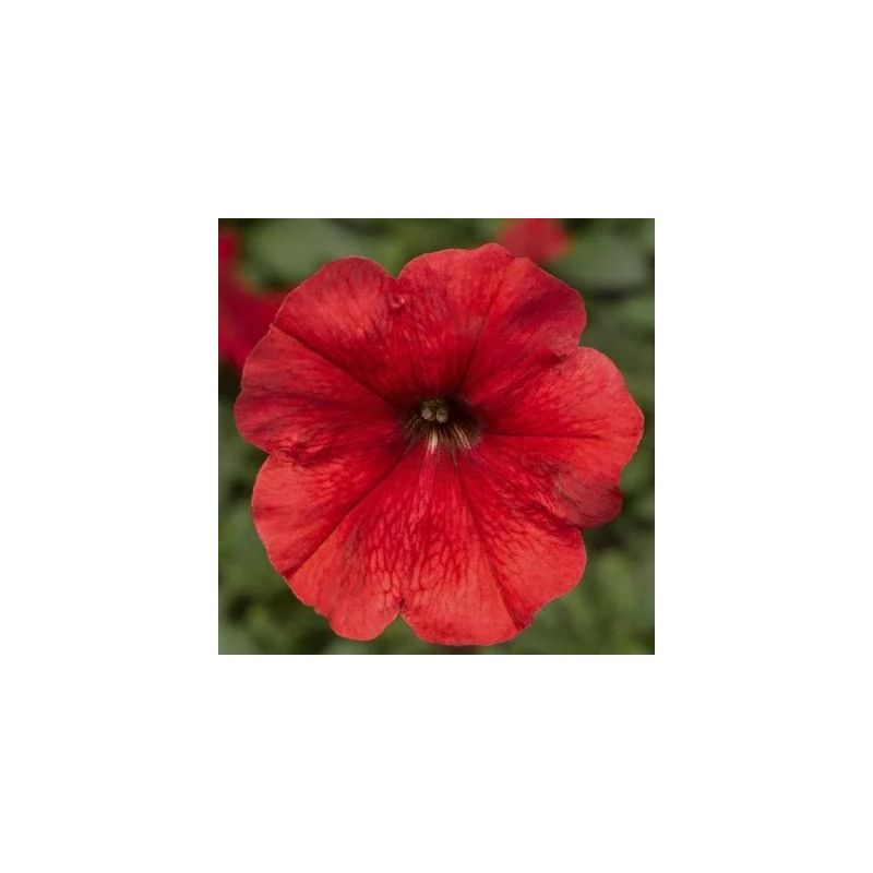 Petunia Red