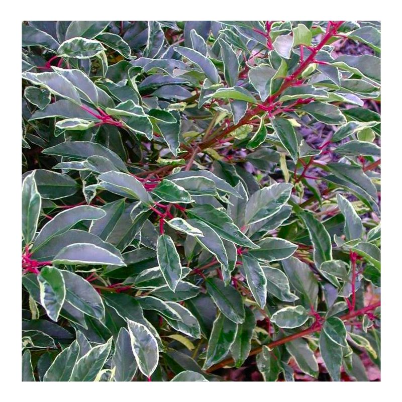 Prunus lusitanica 'Variegata' - Portuguese Laurel