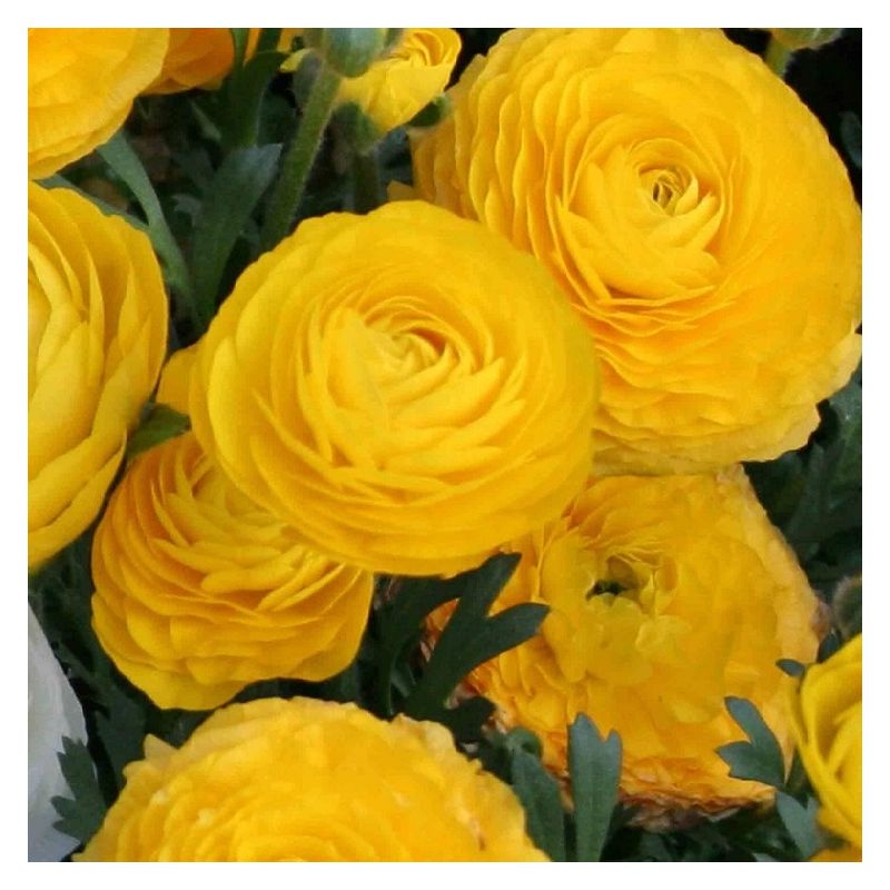 Tiny Yellow Ranunculus Ranunculus Yellow in Bud & Bloom