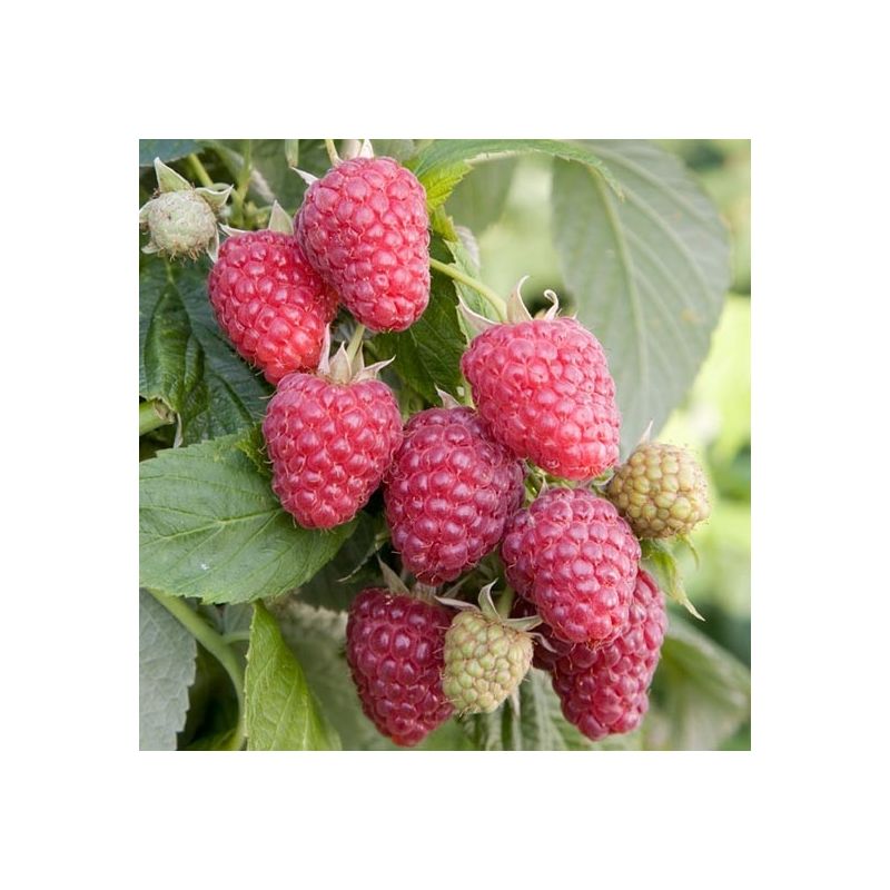 Raspberry Joan J Rubus Joan J Pack of FIVE Canes