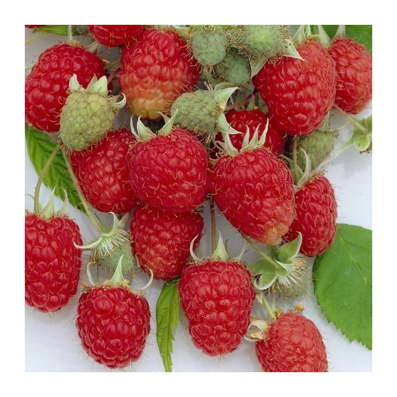 Raspberry - Rubus idaeus Zefa Herbsternte