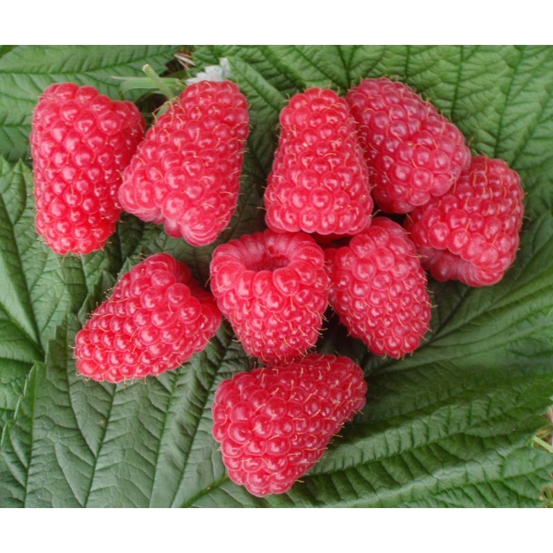 Raspberry Glen Carron - Rubus Glen Carron - Pack of FIVE Canes