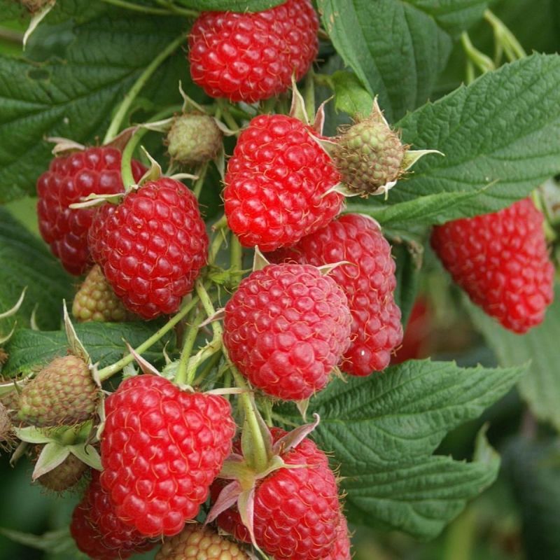 Idaeus Raspberry Raspberry - Rubus idaeus Ottawa